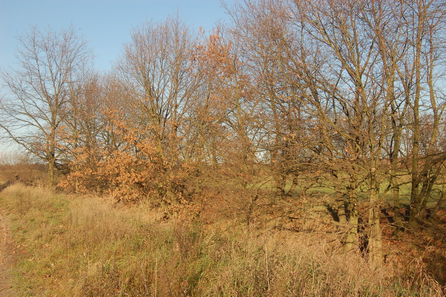 dsc_0333