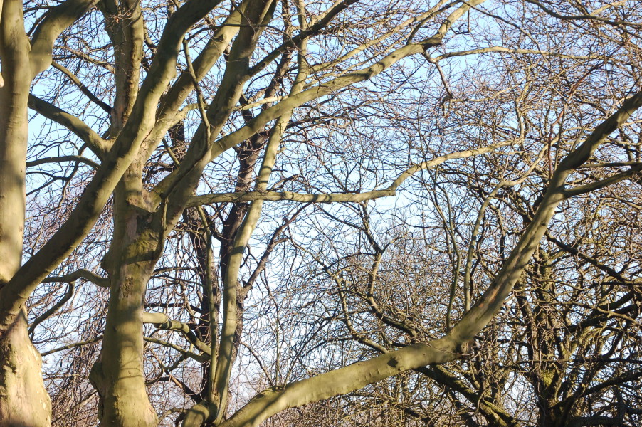 dsc_0380