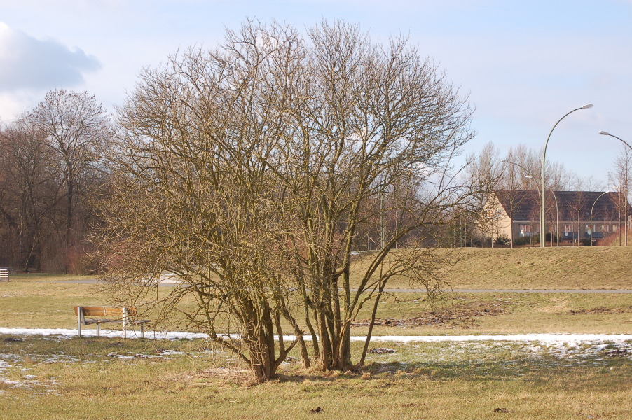 dsc_0495
