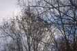 dsc_0518