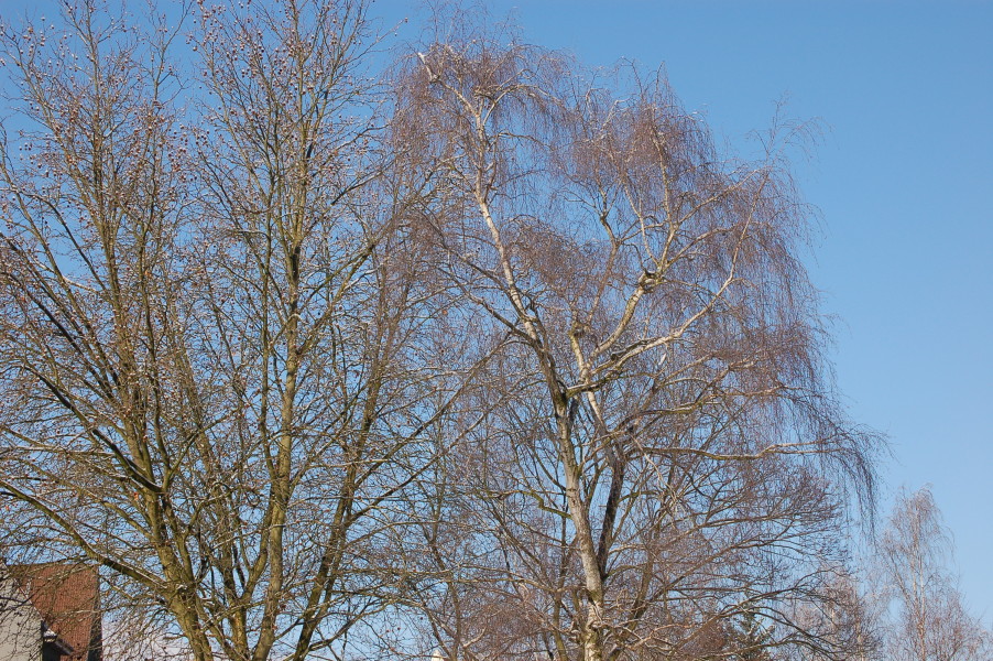 dsc_0561