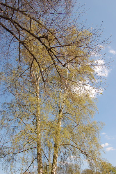 dsc_0026r